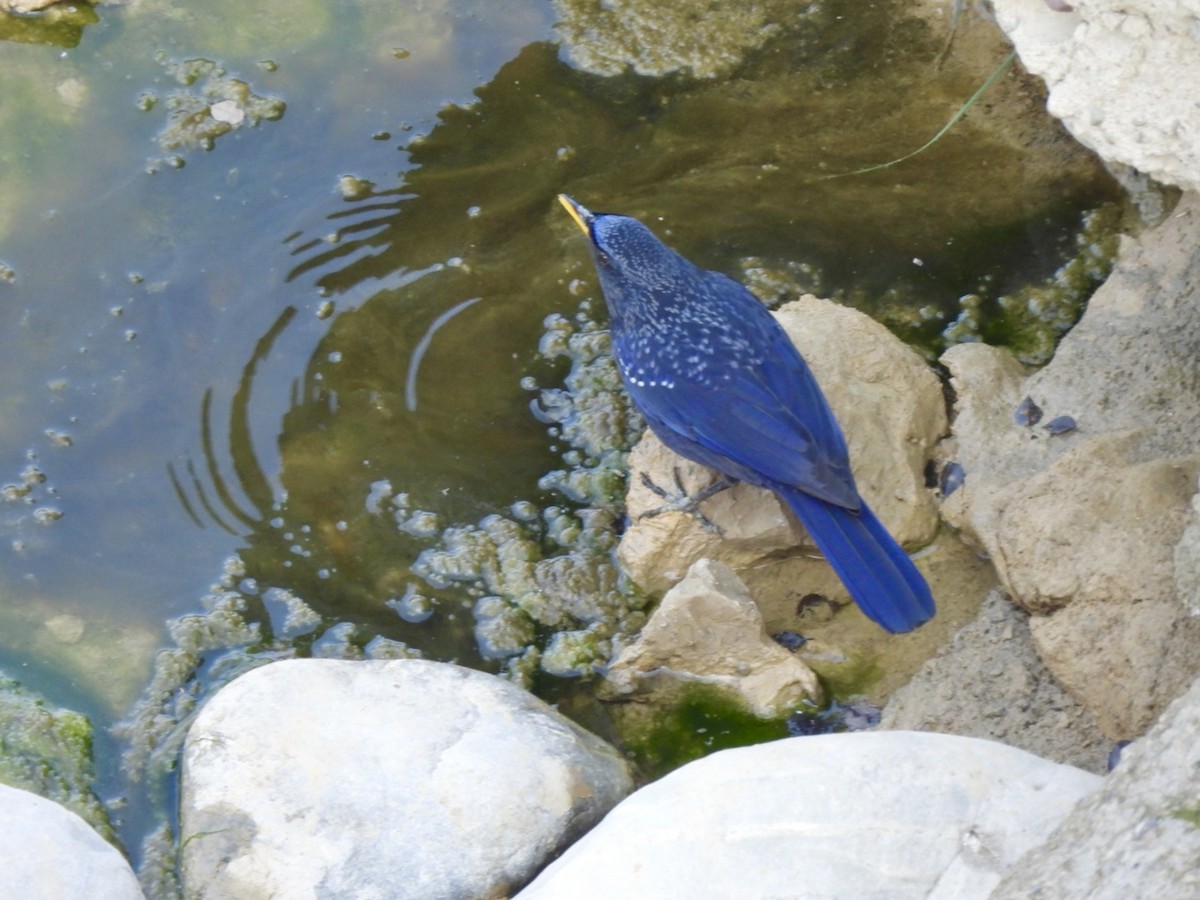 Purpurpfeifdrossel - ML648770234