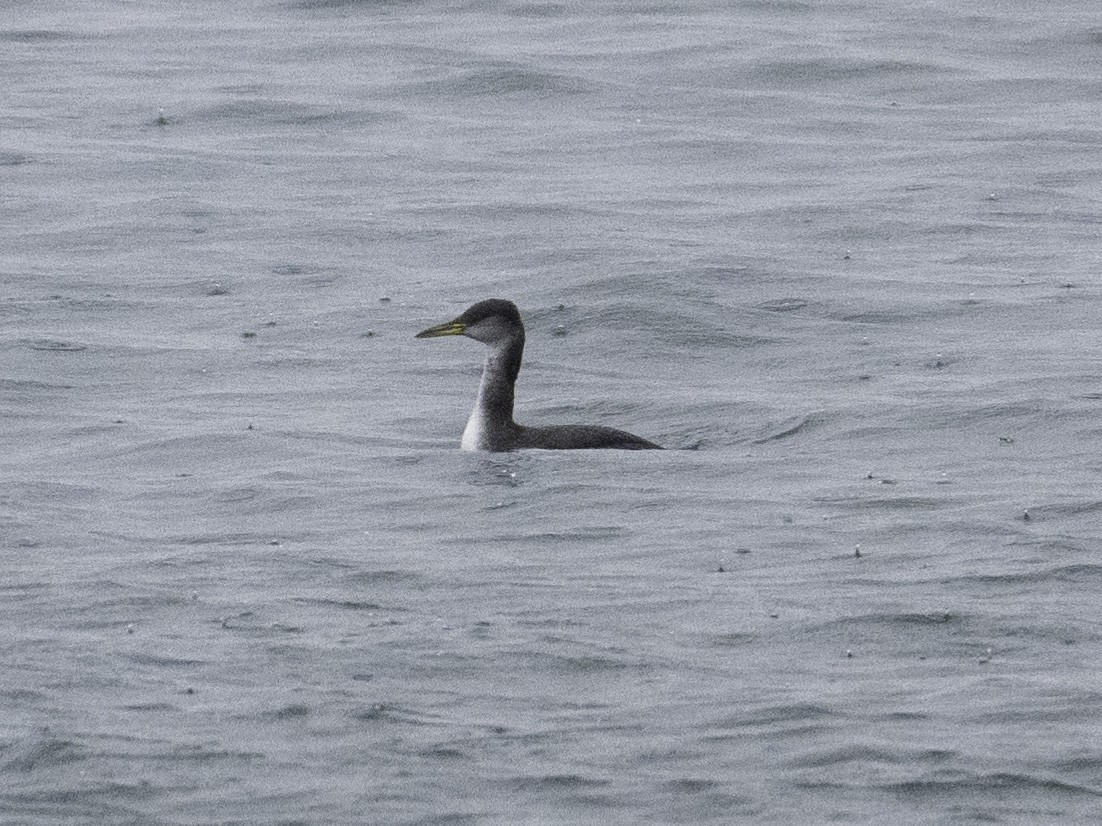 Somormujo Cuellirrojo - ML648770248