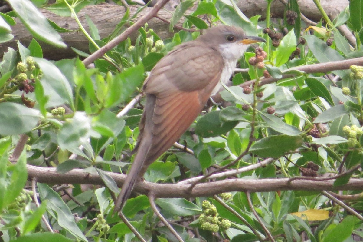 Yellow-billed Cuckoo - ML648770286
