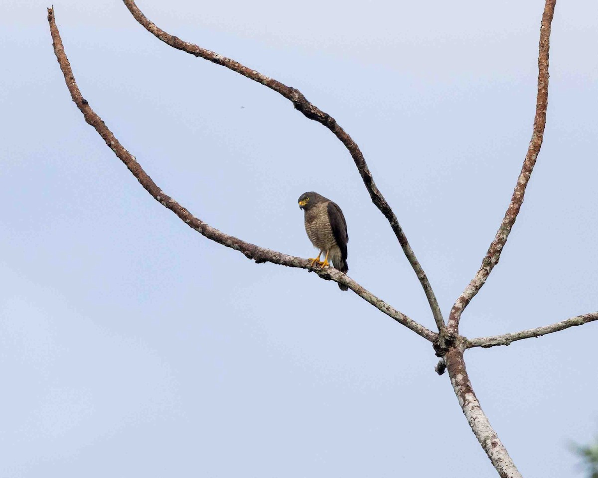 Wegebussard - ML648770302