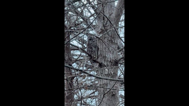 Barred Owl - ML648770386
