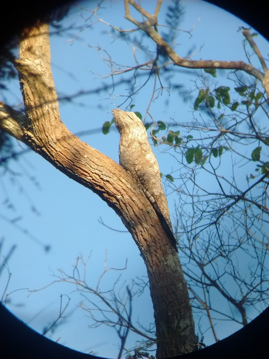 Great Potoo - ML64877041