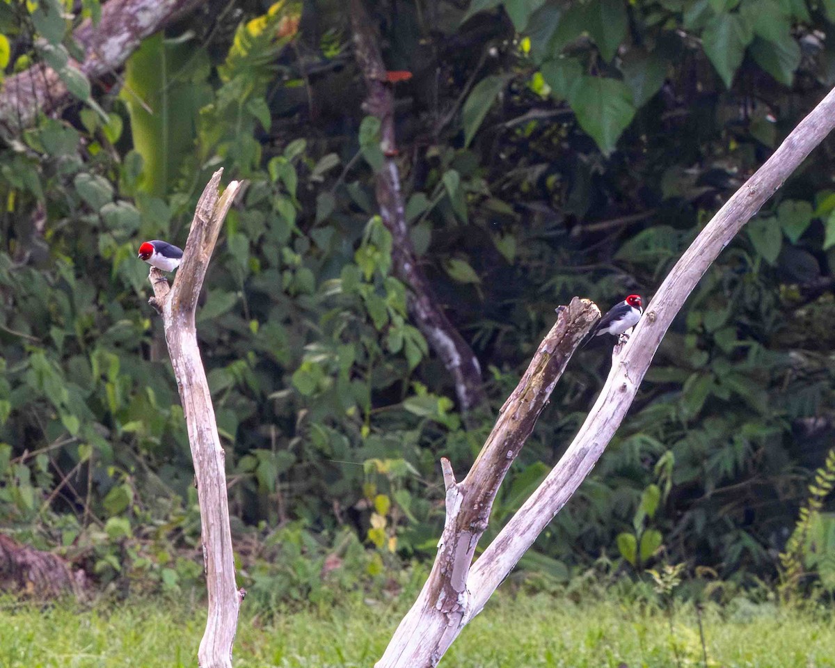 Schwarzkehltangare - ML648770442