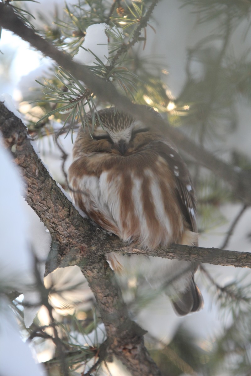 Kızıl Benekli Baykuş - ML648770634