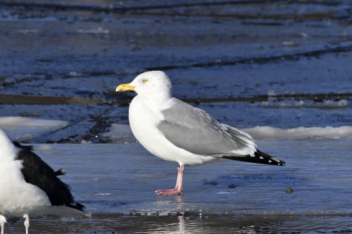 アメリカセグロカモメ - ML648770674