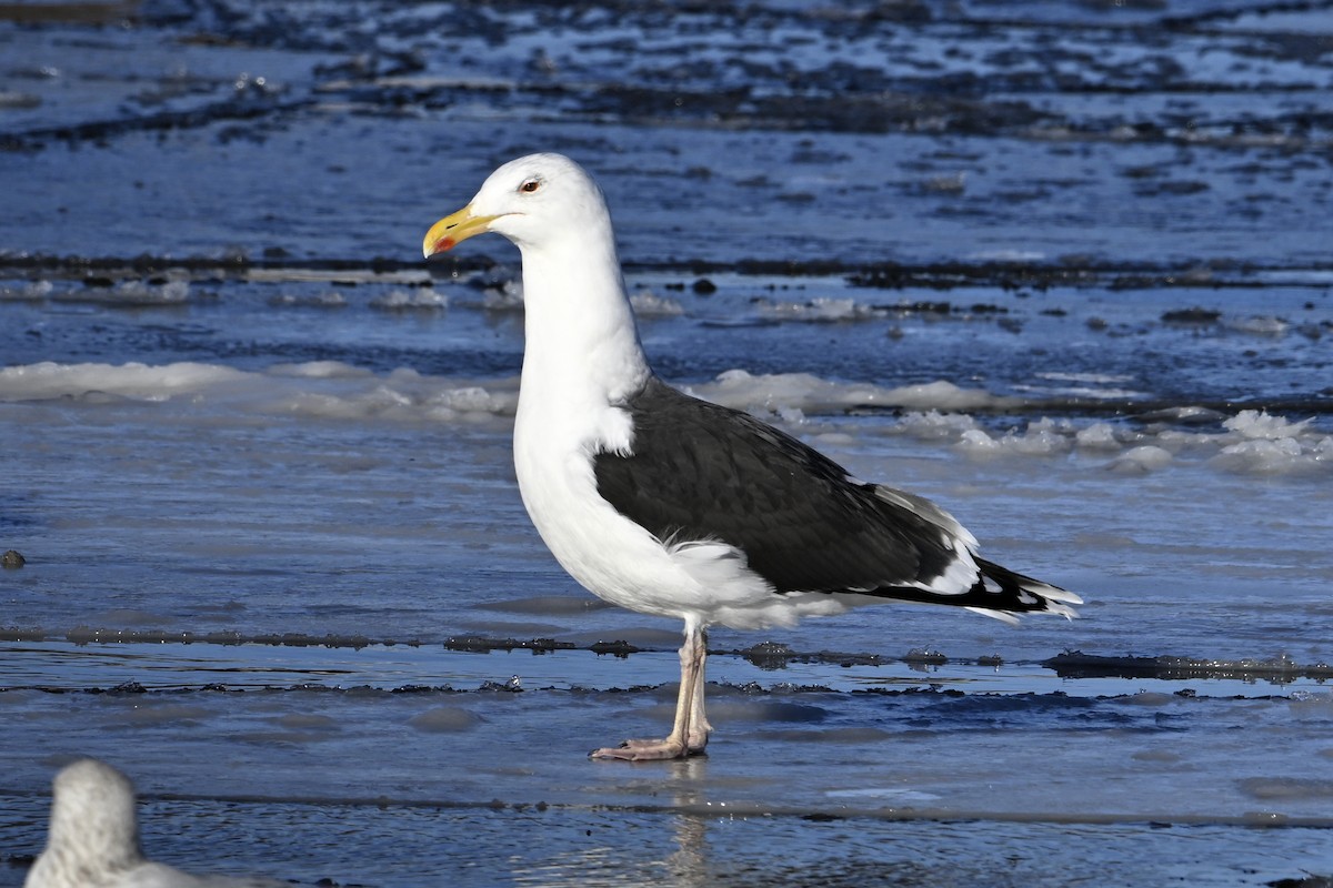 オオカモメ - ML648770679