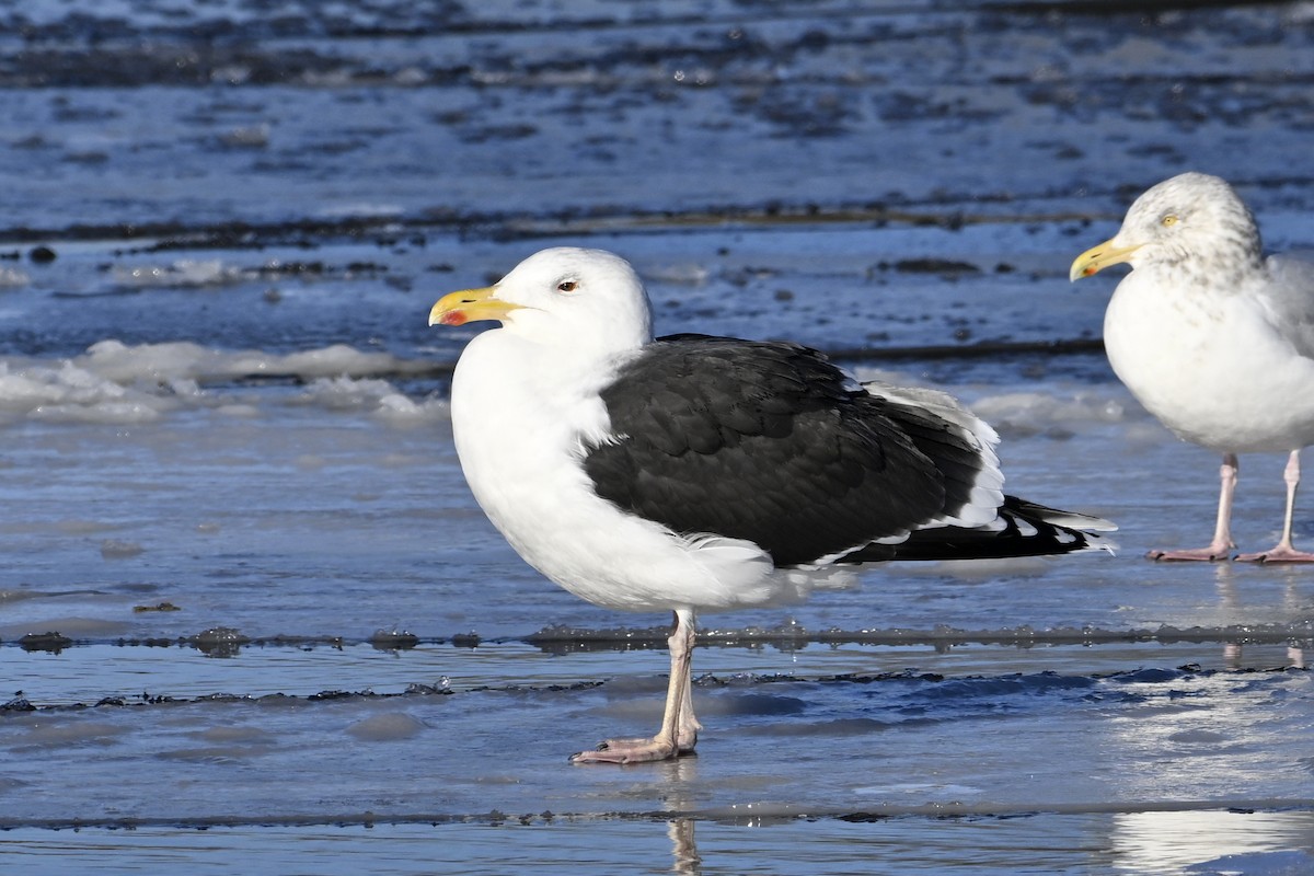 オオカモメ - ML648770683