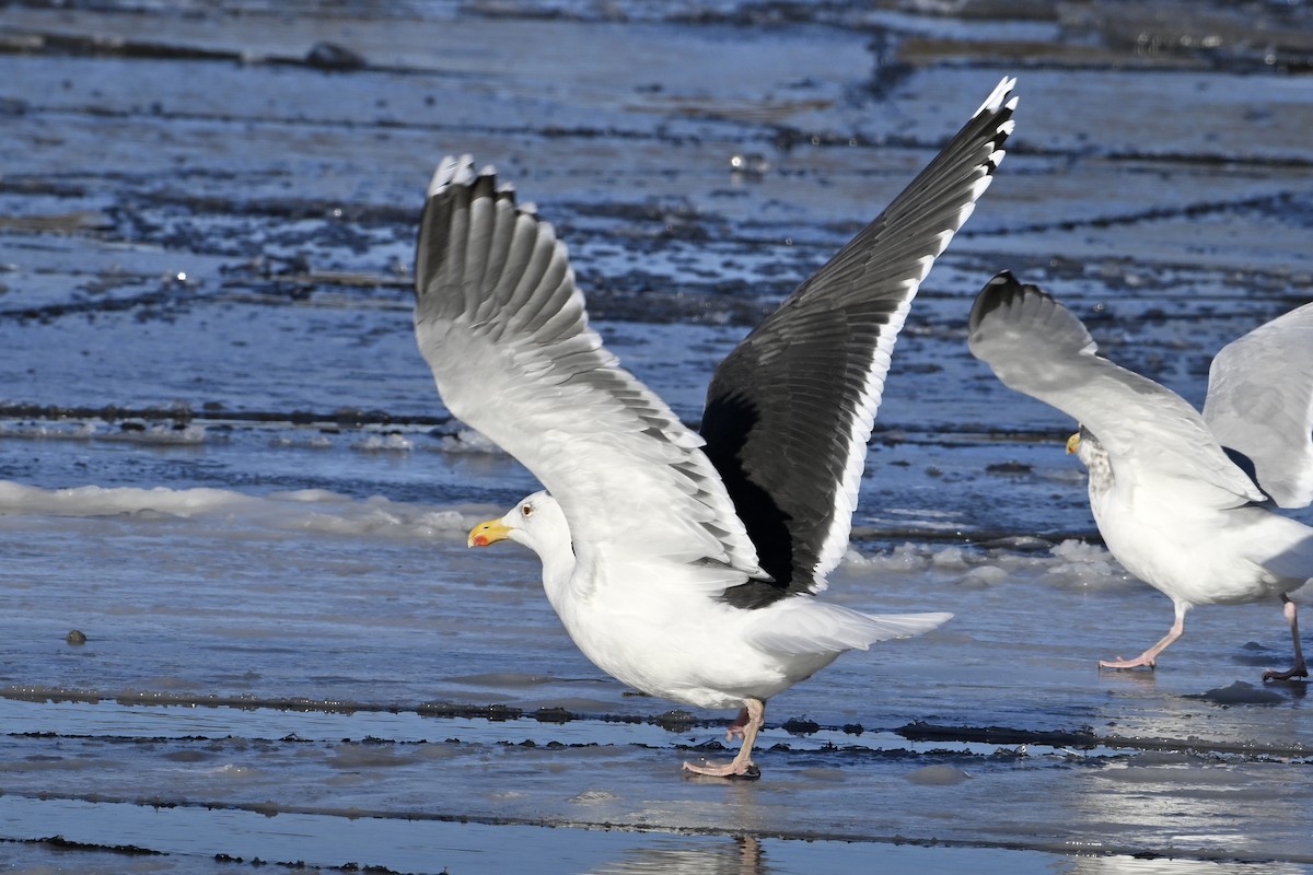 オオカモメ - ML648770688