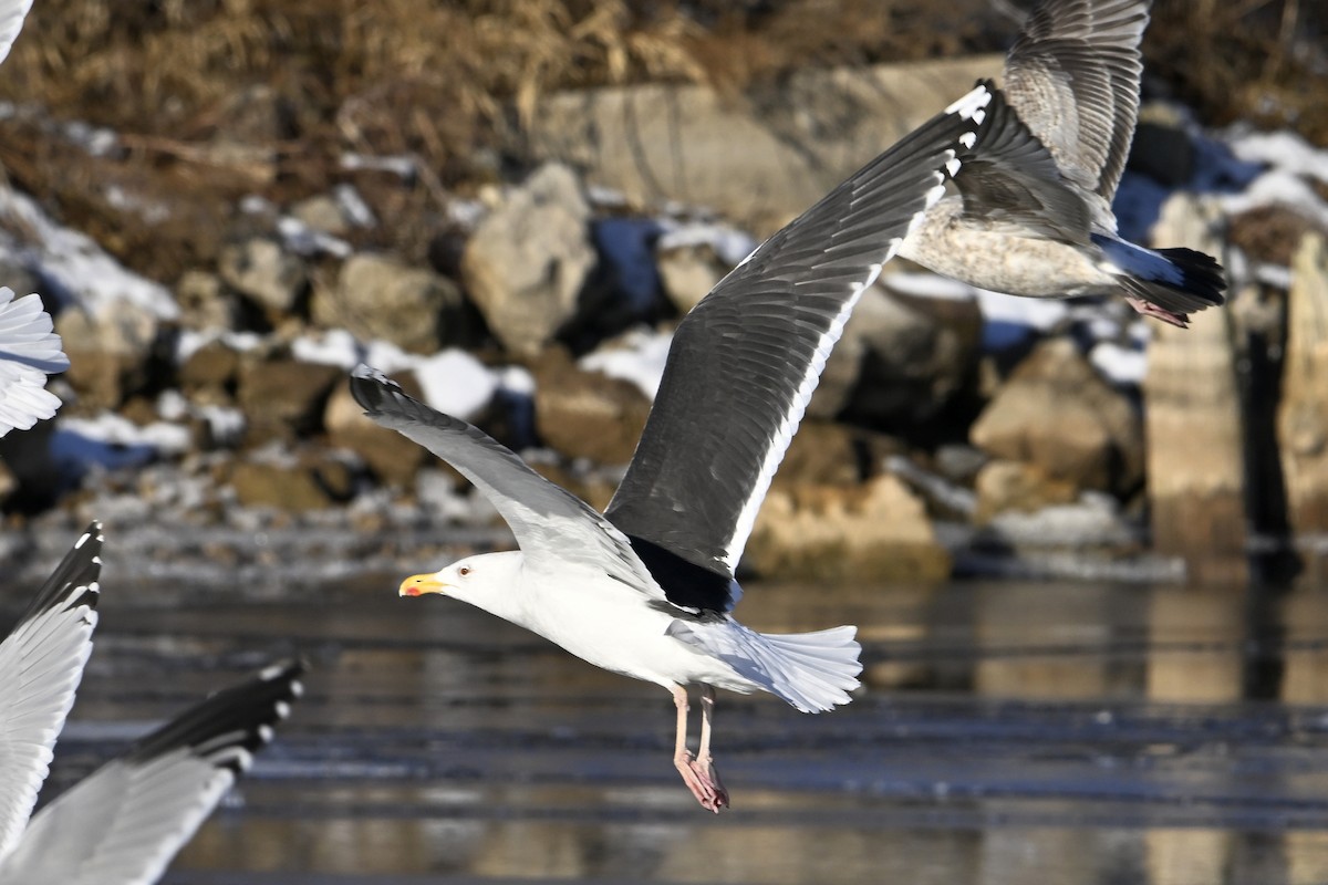 オオカモメ - ML648770698