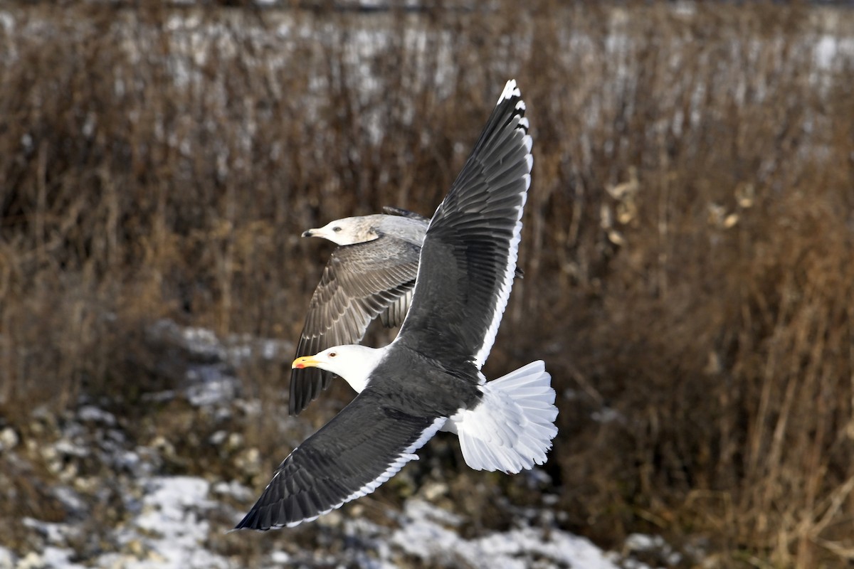 オオカモメ - ML648770704