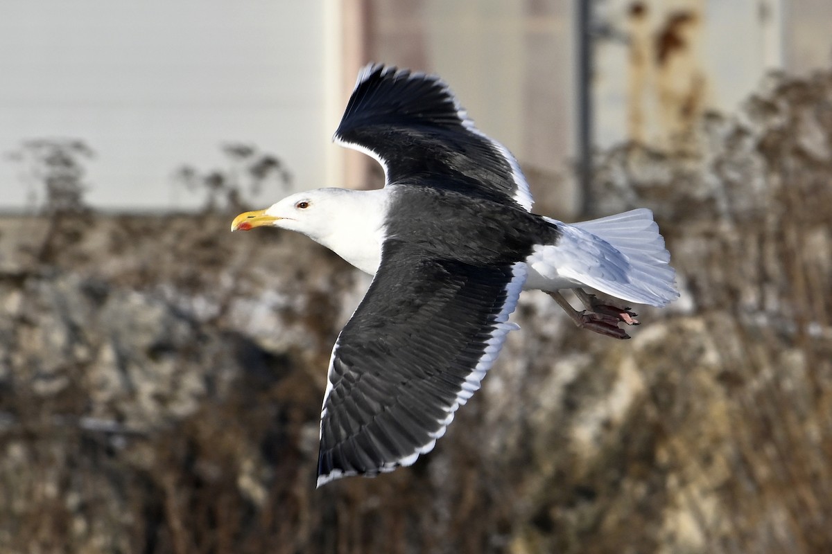 オオカモメ - ML648770709