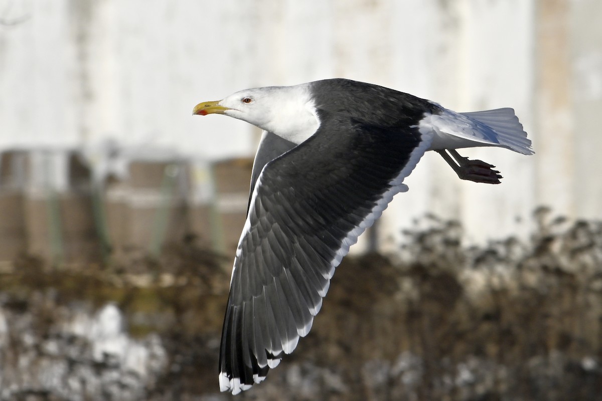 オオカモメ - ML648770726