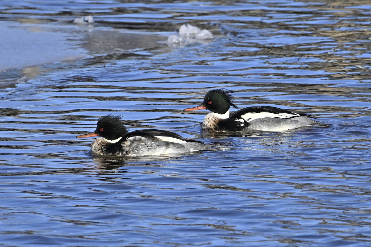 ウミアイサ - ML648770727