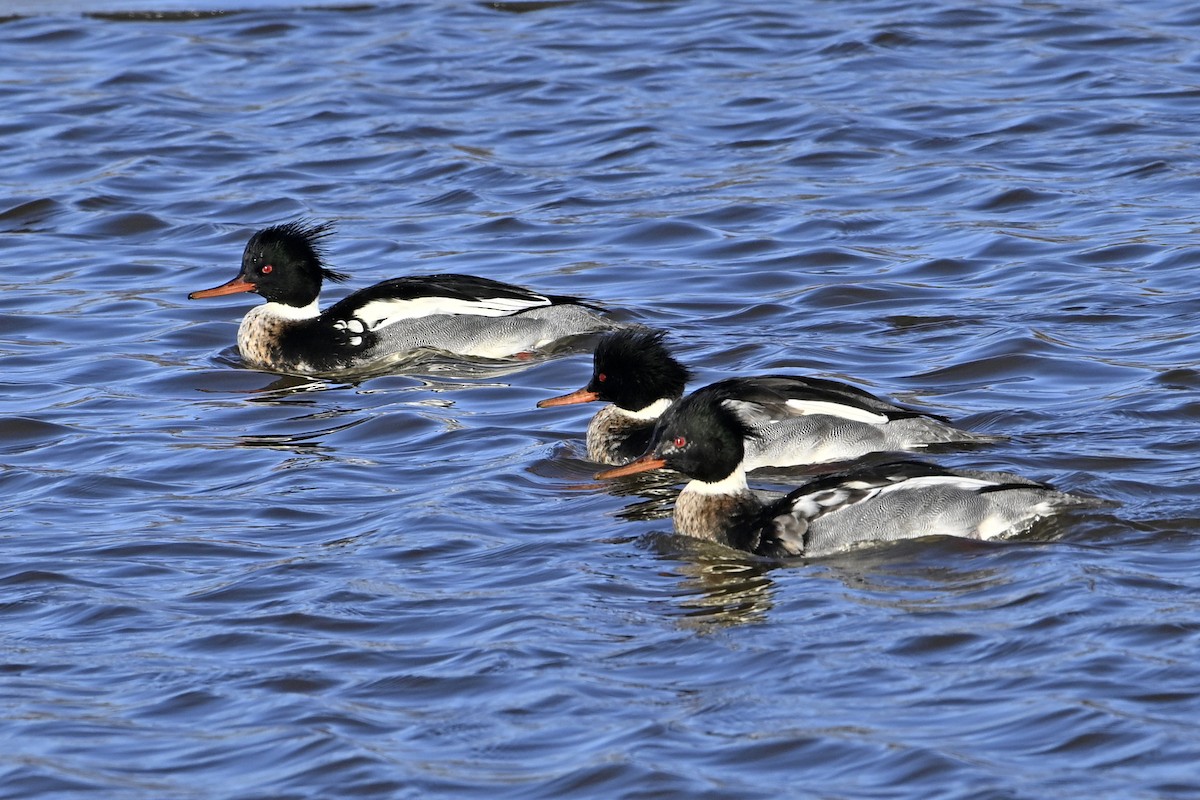 ウミアイサ - ML648770738