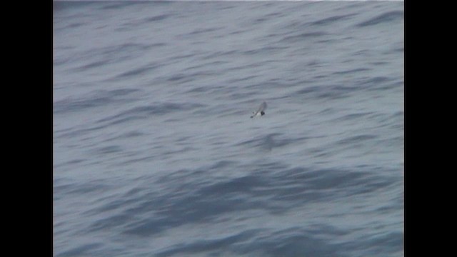 Gray-backed Storm-Petrel - ML648770779