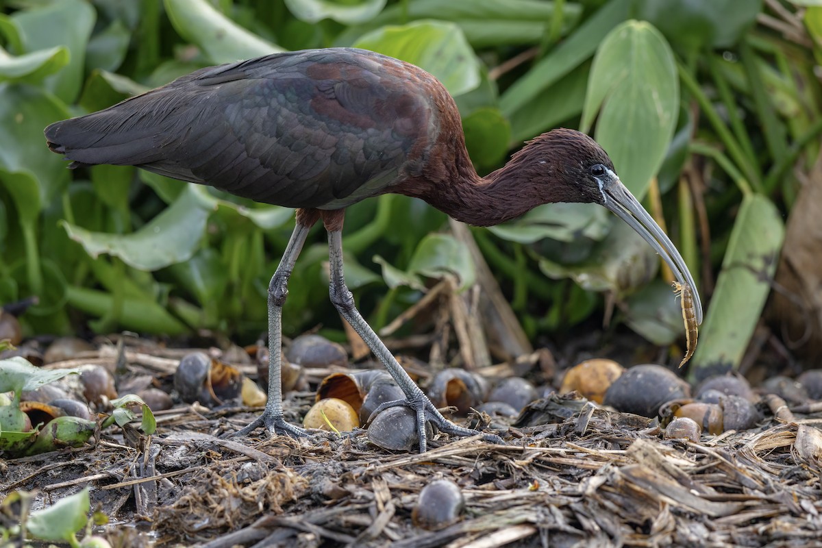 Гялаан билүүс - ML648770797