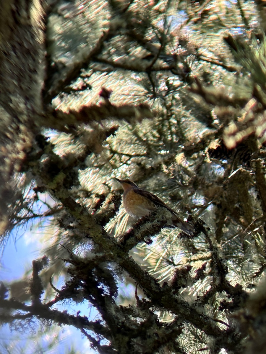 Varied Thrush - Rajan Rao
