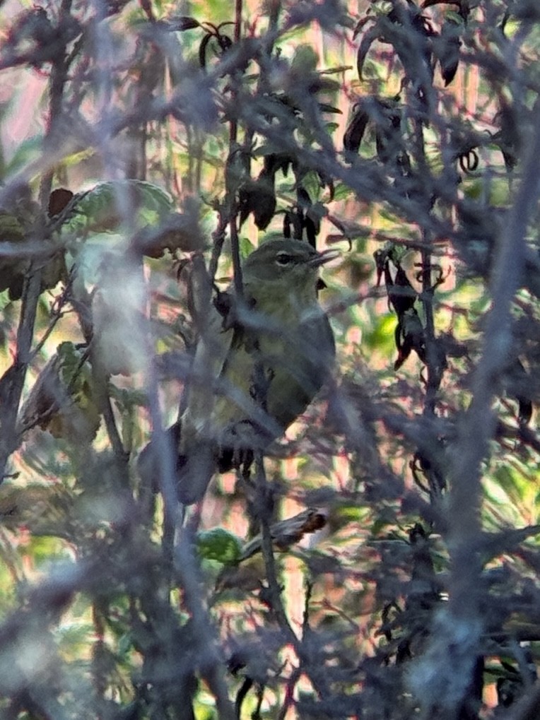 Orange-crowned Warbler (sordida) - ML648770837