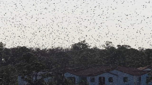 סנונית עצים - ML648770846