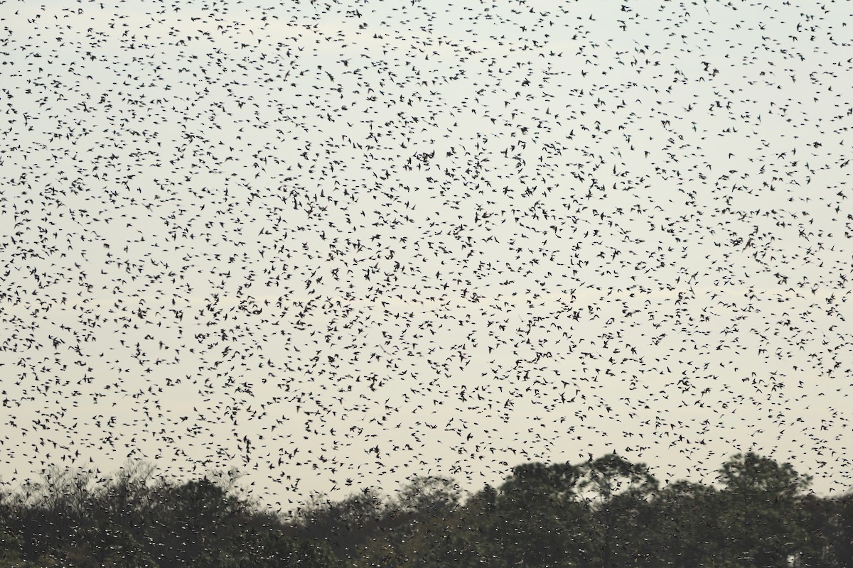 סנונית עצים - ML648770858