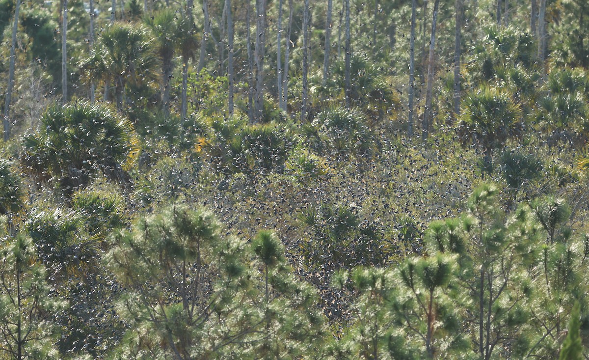 סנונית עצים - ML648770859