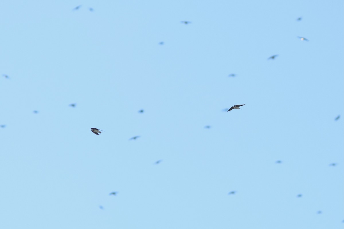 סנונית עצים - ML648770862