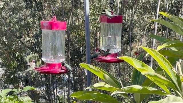 Anna's Hummingbird - ML648770864