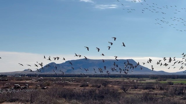 Sandhill Crane - ML648770884