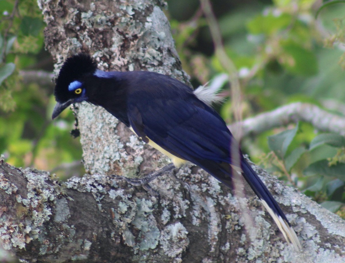 Plush-crested Jay - ML648770936