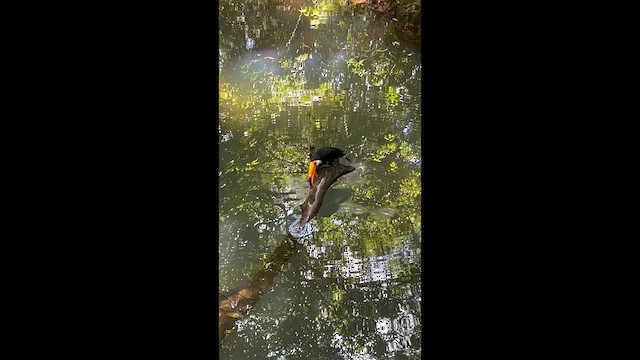 Toco Toucan - ML648770944