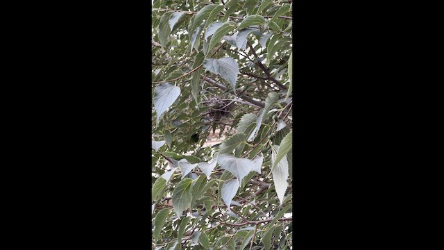 White-crested Elaenia - ML648770947