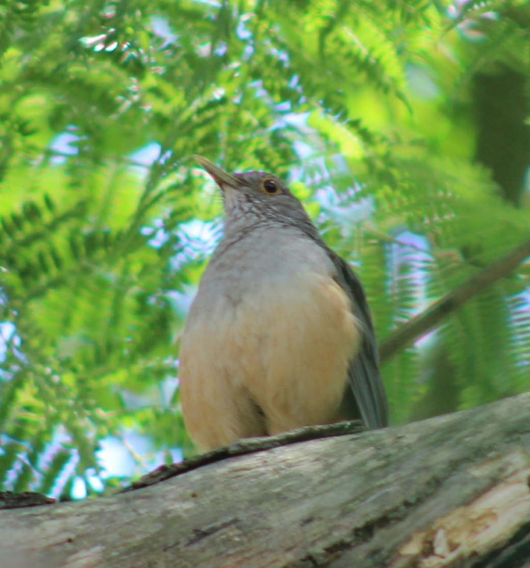 Rufous-bellied Thrush - ML648770967