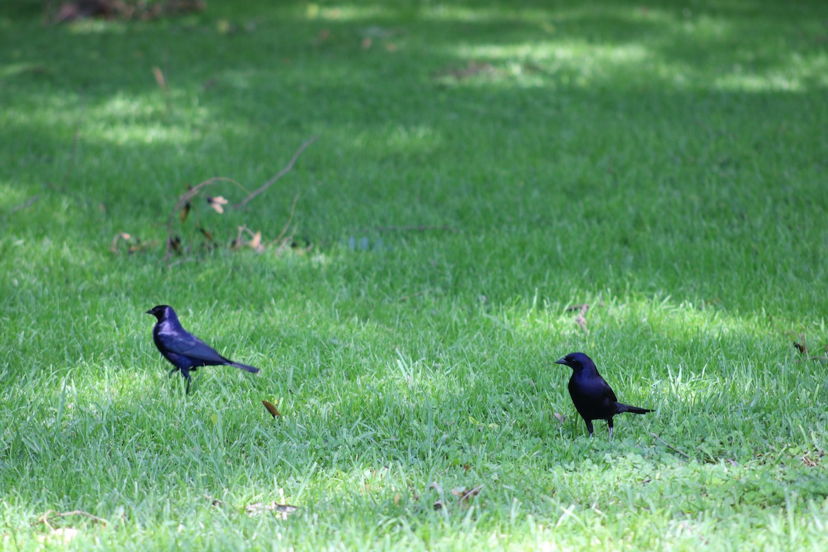 Shiny Cowbird - ML648771025