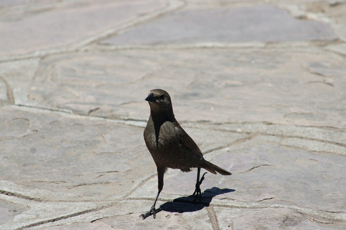 Shiny Cowbird - ML648771028