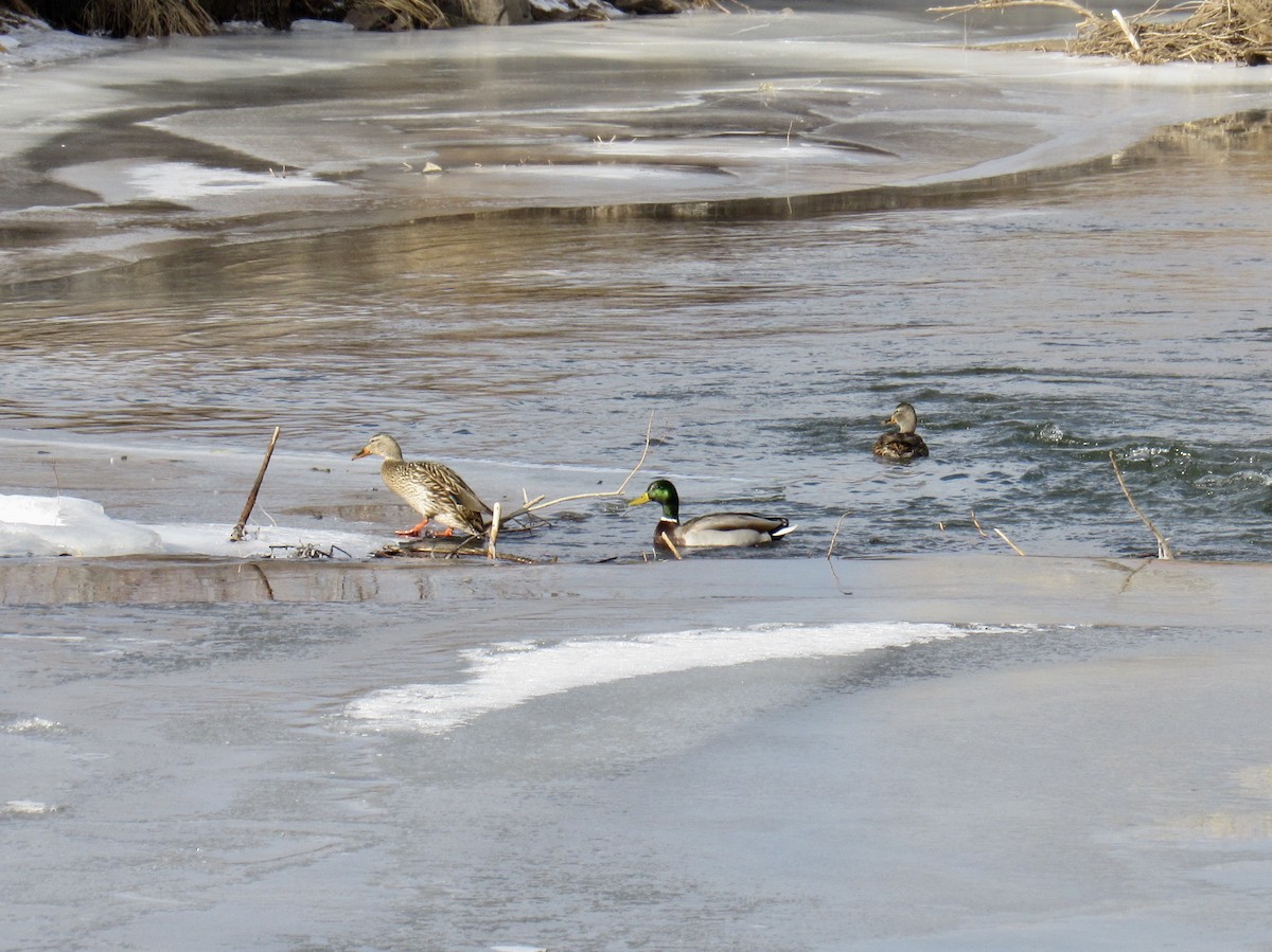 Germano reale - ML648771060