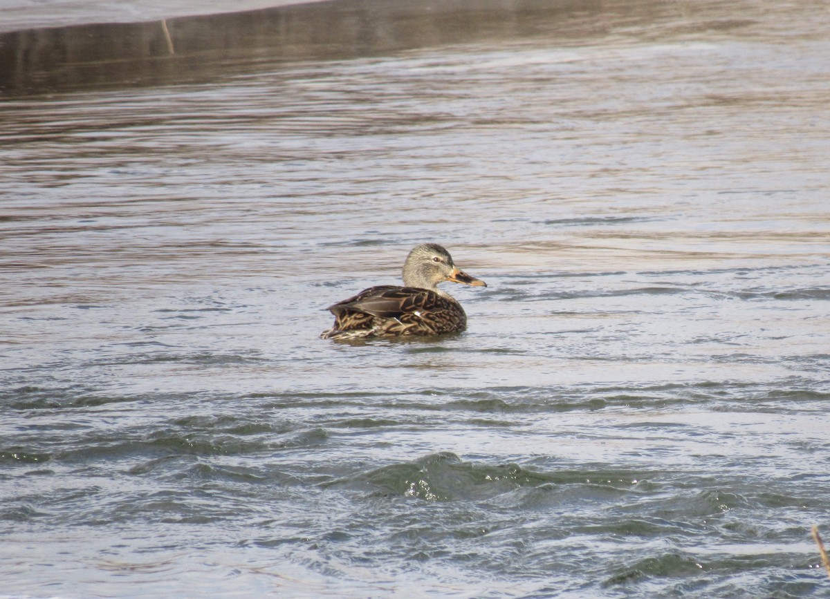 Germano reale - ML648771062