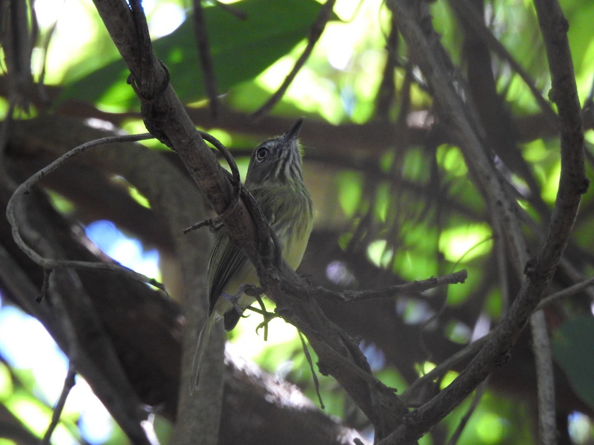 シマノドコビトドリモドキ - ML648771122