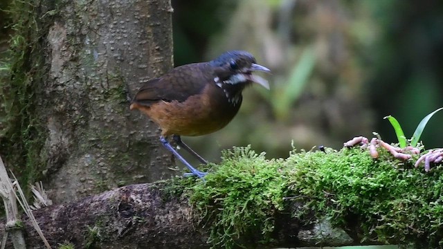 Мурашниця вусата - ML648771161