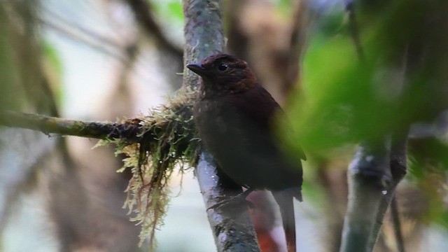 Uniform Treehunter - ML648771176