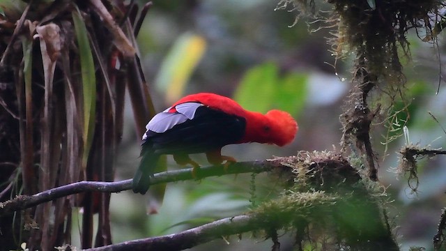 Andean Cock-of-the-rock - ML648771207