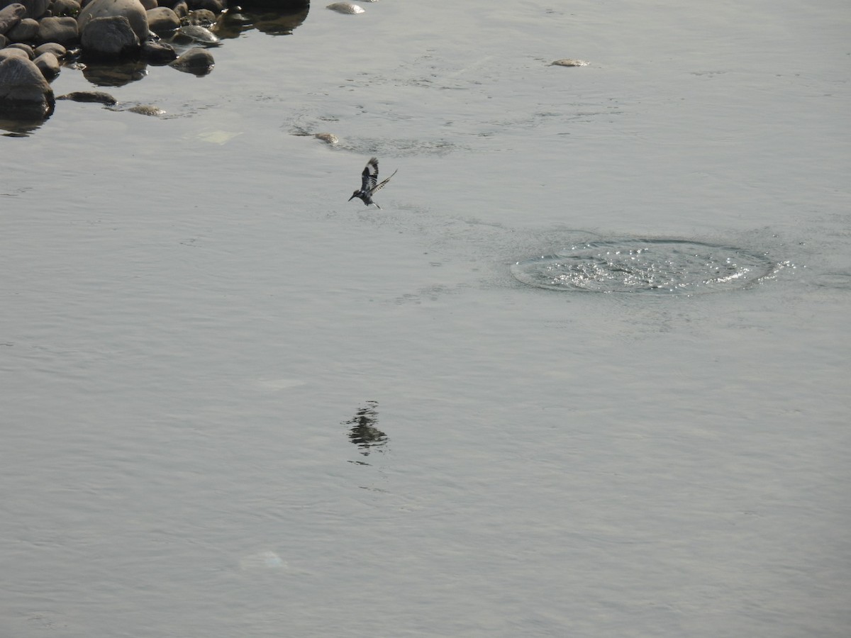 Graufischer - ML648771208