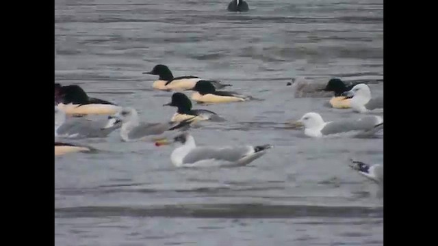 Pallas's Gull - ML648771222