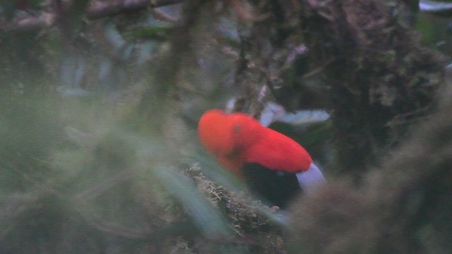 Andean Cock-of-the-rock - ML648771265