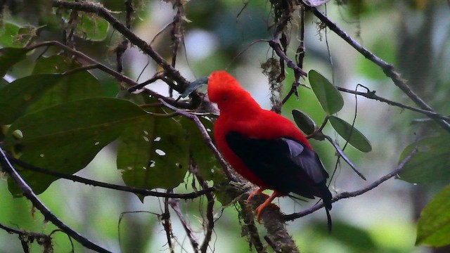 Andean Cock-of-the-rock - ML648771277