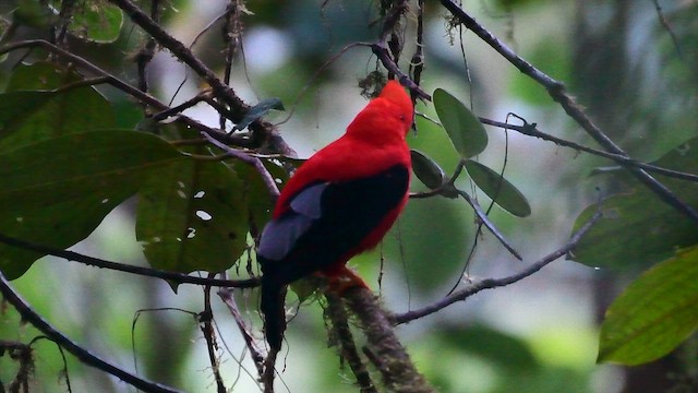 Andean Cock-of-the-rock - ML648771296