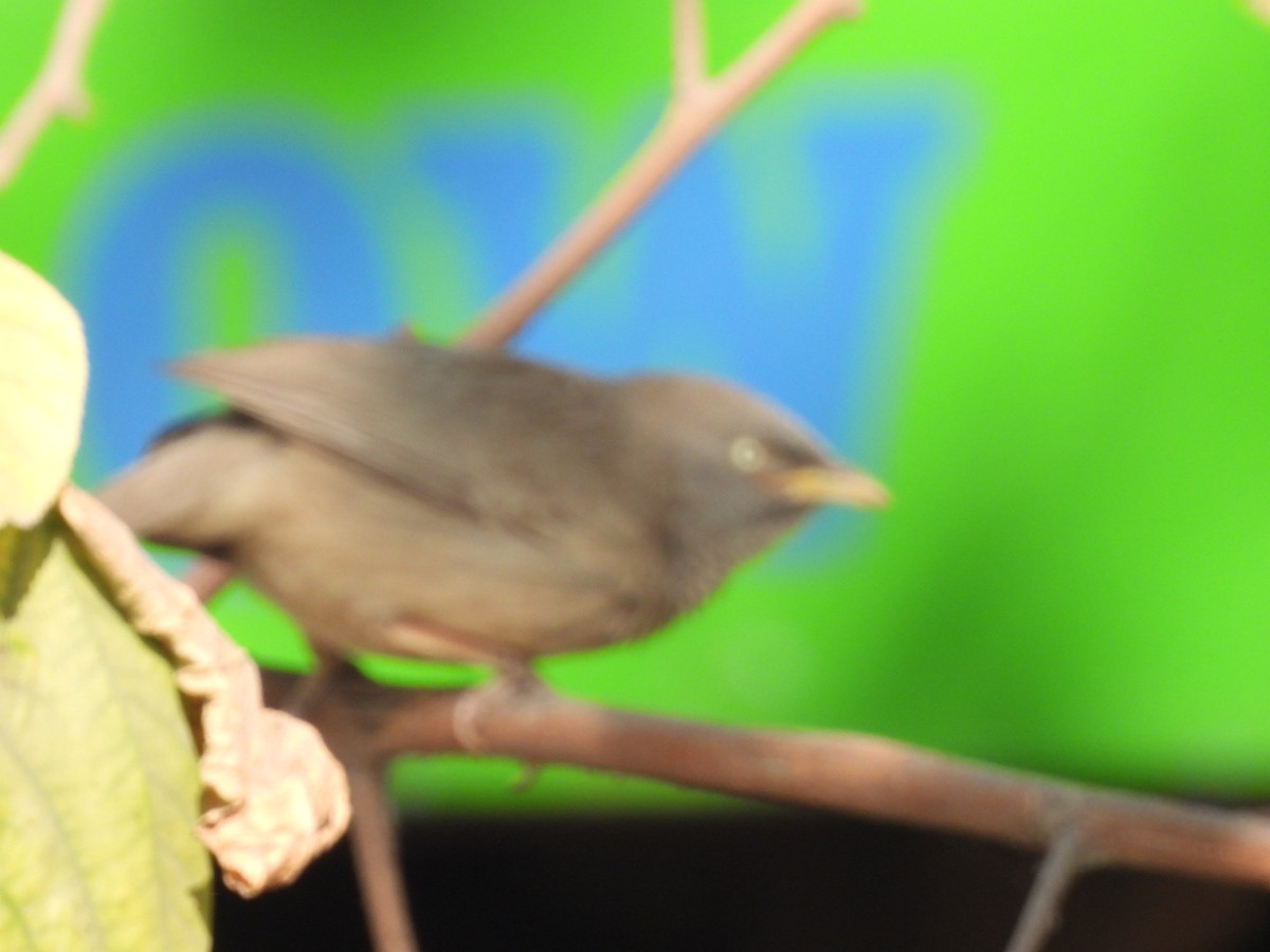 Dschungeldrosselhäherling - ML648771299