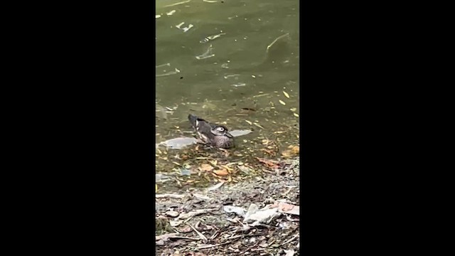 アメリカオシ - ML648771391