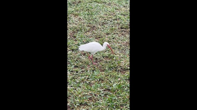 White Ibis - ML648771413