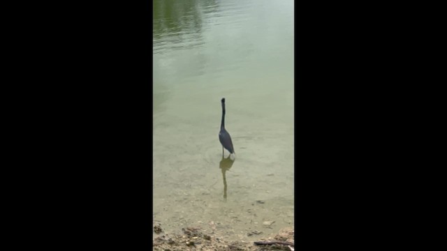 Tricolored Heron - ML648771433