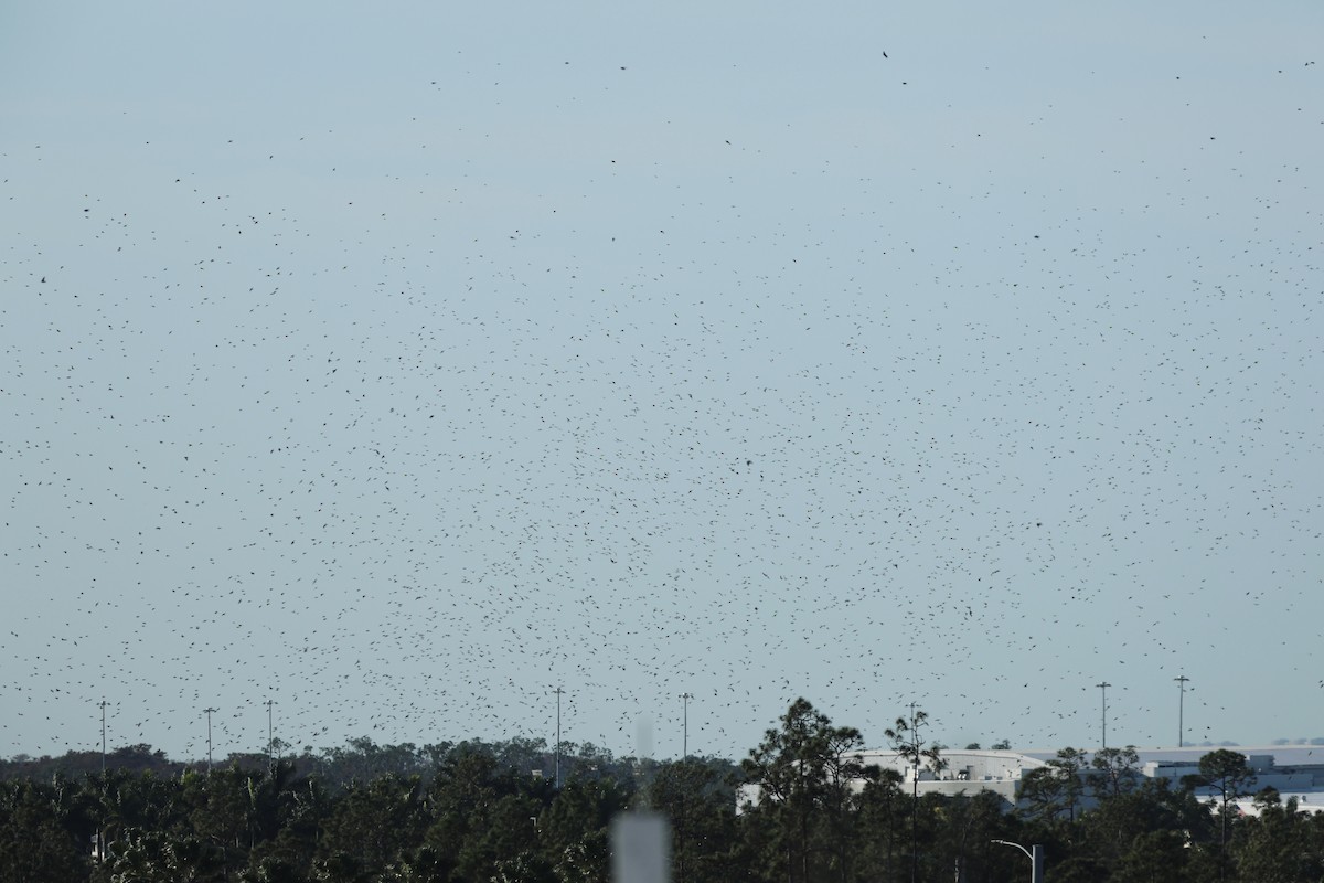 סנונית עצים - ML648771450
